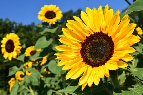 Benefits of sunflower seeds for weight loss