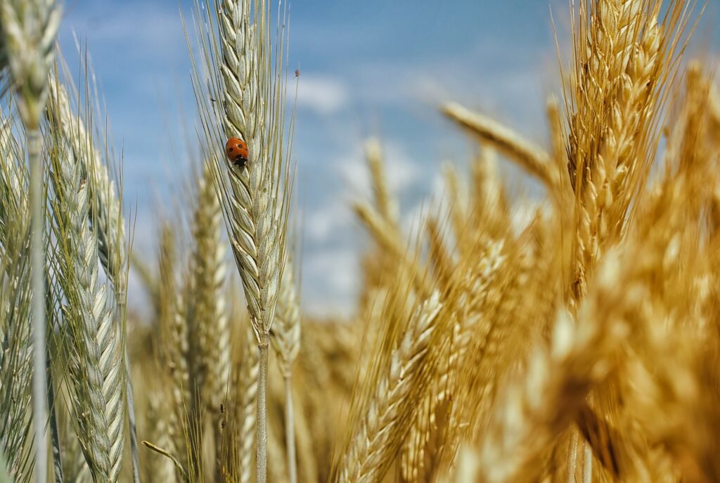 Whole grain is the best option for shedding pounds. 